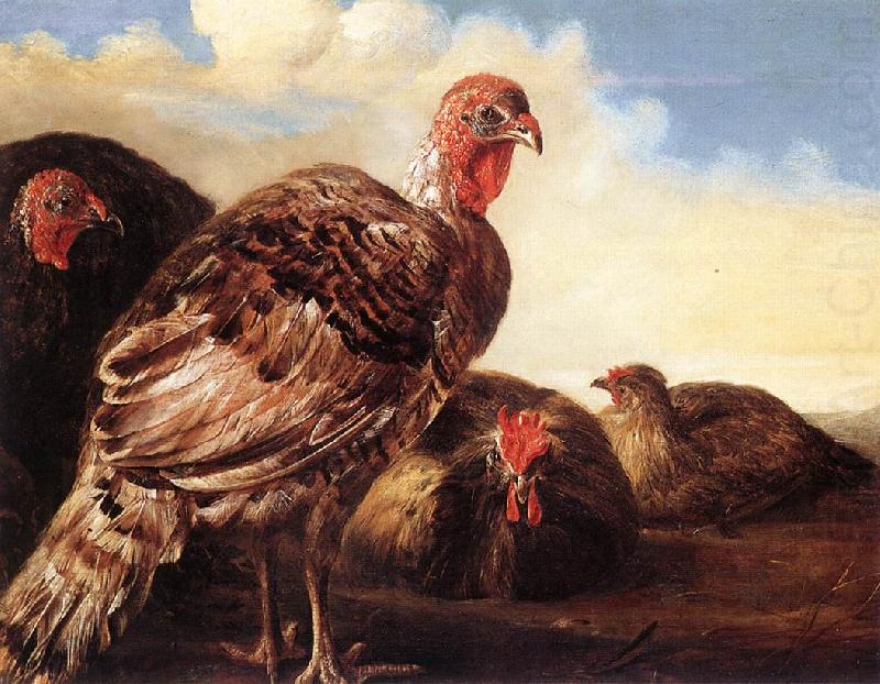 CUYP, Aelbert Domestic Fowl  fg china oil painting image
